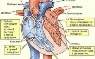 Что такое гипертрофия правого желудочка