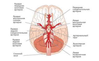 Как улучшить мозговое кровообращение?