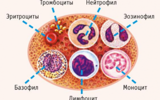 Почему лимфоциты выше нормы?