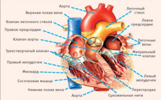 Что такое гипертрофия предсердий?