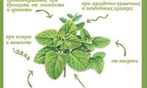Как и где используются полезные свойства мяты перечной.