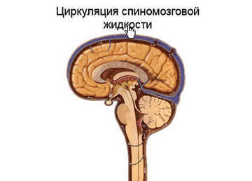 Циркуляция спинномозговой жидкости