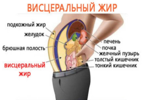 Висцеральный жир