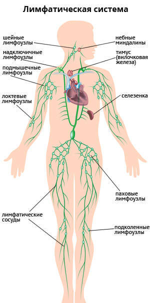 Схема расположения лимфоузлов человека