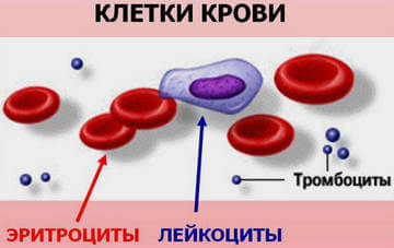 Клетки крови