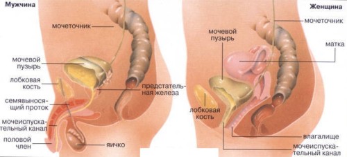Строение мочеполовой системы женщины и мужчины Строение мочеполовой системы женщины и мужчины