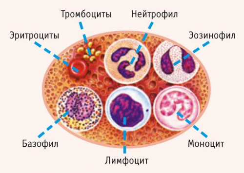 Клетка крови
