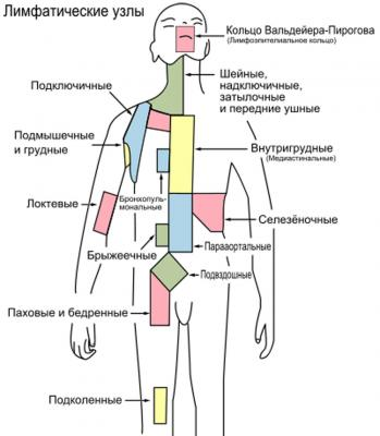 Лимфатические узлы, расположение