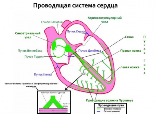Проводящая система сердца