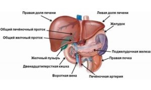 Что такое киста в печени и чем она опасна: симптомы и лечение Что такое киста в печени и чем она опасна: симптомы и лечение