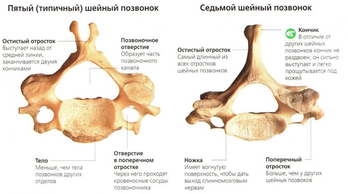 Строение позвоночника человека схема Строение позвоночника человека схема