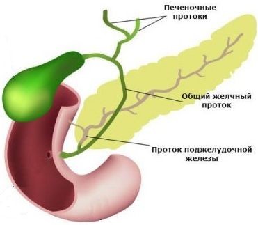 Симптомы холестаза - застоя желчи в желчном пузыре Симптомы холестаза - застоя желчи в желчном пузыре